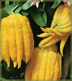 Buddha's Hand fruit