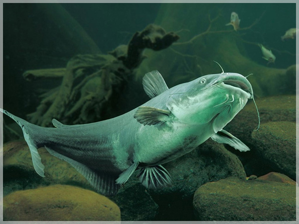 Channel Catfish