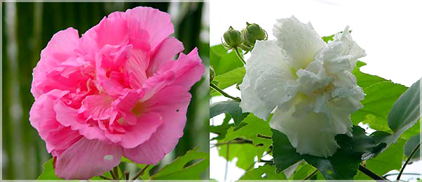 Cotton rose