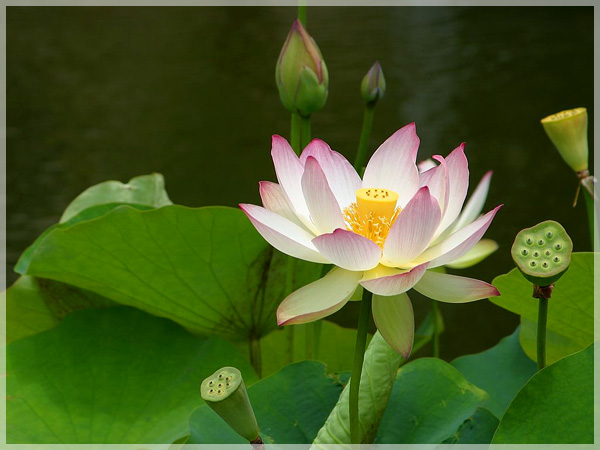 Thai Lotus