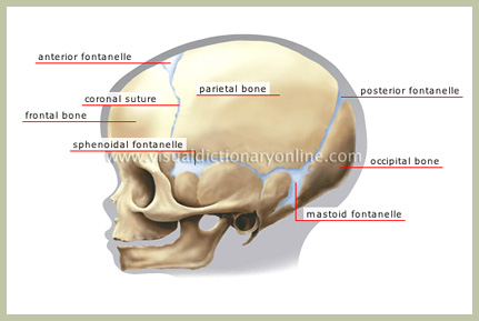 Child skull