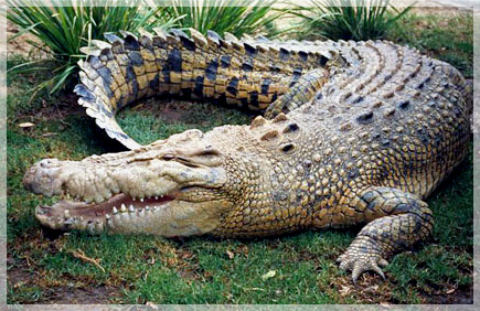 Crocodile