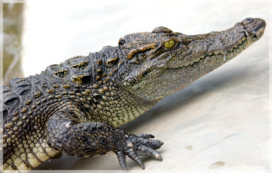 Crocodile