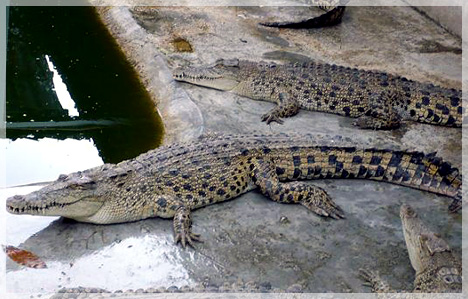 Nile Crocodile