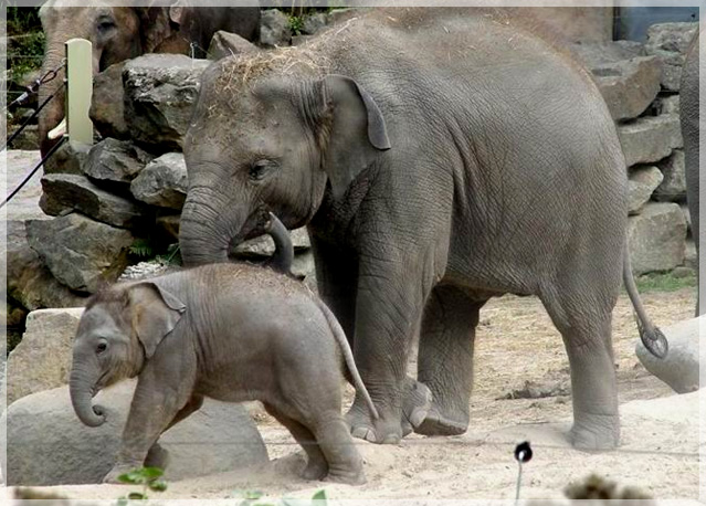 Thai elephants