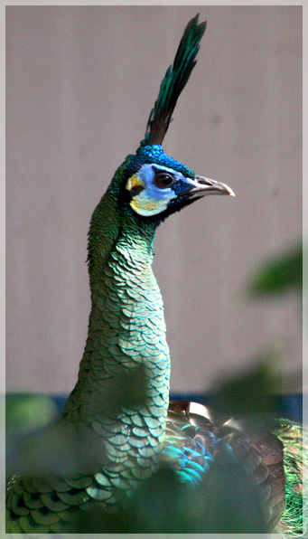 Green Peacock